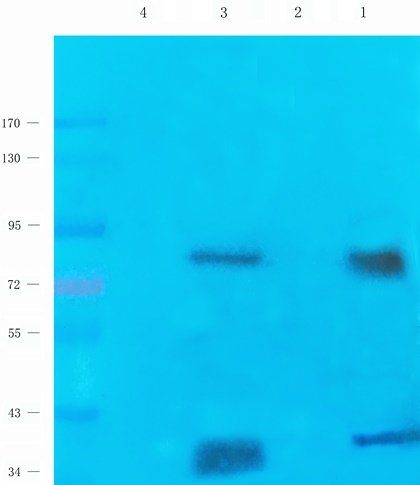 OVGP1 antibody