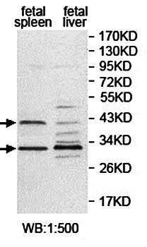 OX40 Rabbit Polyclonal Antibody