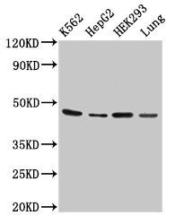 OXER1 antibody