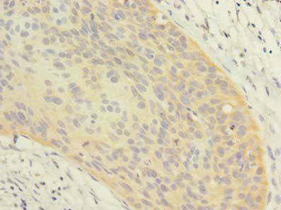 OXR1 antibody