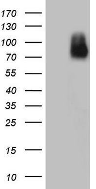 OXSM Antibody
