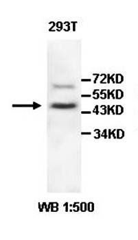 OXSM Rabbit Polyclonal Antibody