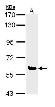 OXSR1 antibody [N1C1]