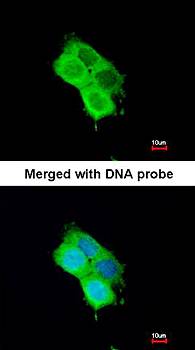 OXSR1(OSR1) antibody