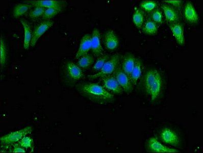 OXT Antibody