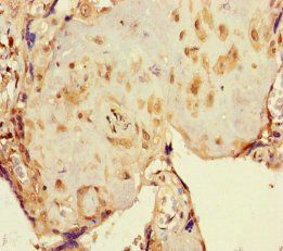 Oxysterols R LXR-alpha antibody