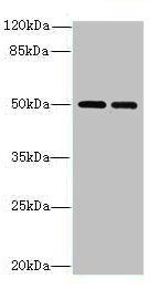 NR1H3 Antibody