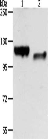 P-Cadherin antibody