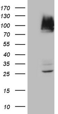 ABCB1 Antibody