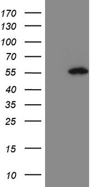 P Glycoprotein Antibody