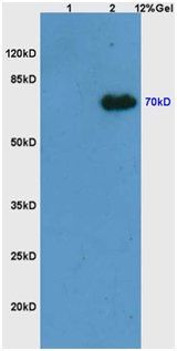 Syk (phospho-Tyr525/526) antibody