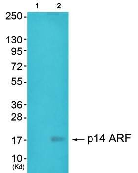 p14 ARF antibody