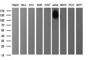 CDKN2B Antibody