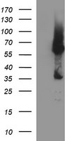 CDKN2B Antibody