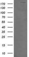 CDKN2B Antibody