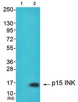 p15 INK antibody