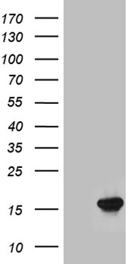 p21 Antibody