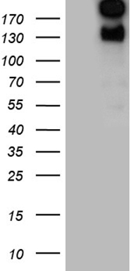 CDKN1A Antibody