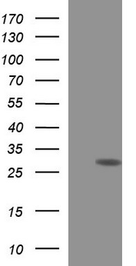 p21 Ras Antibody
