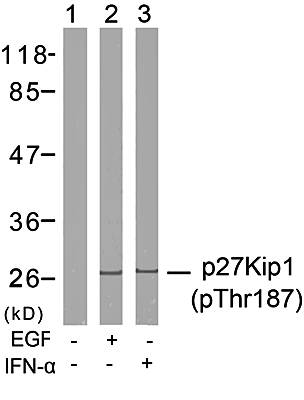 p27Kip1 (Phospho-Thr187) Antibody