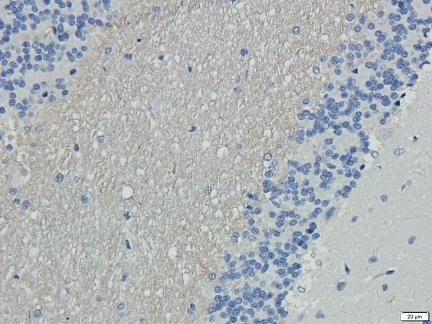 P2RX4 antibody