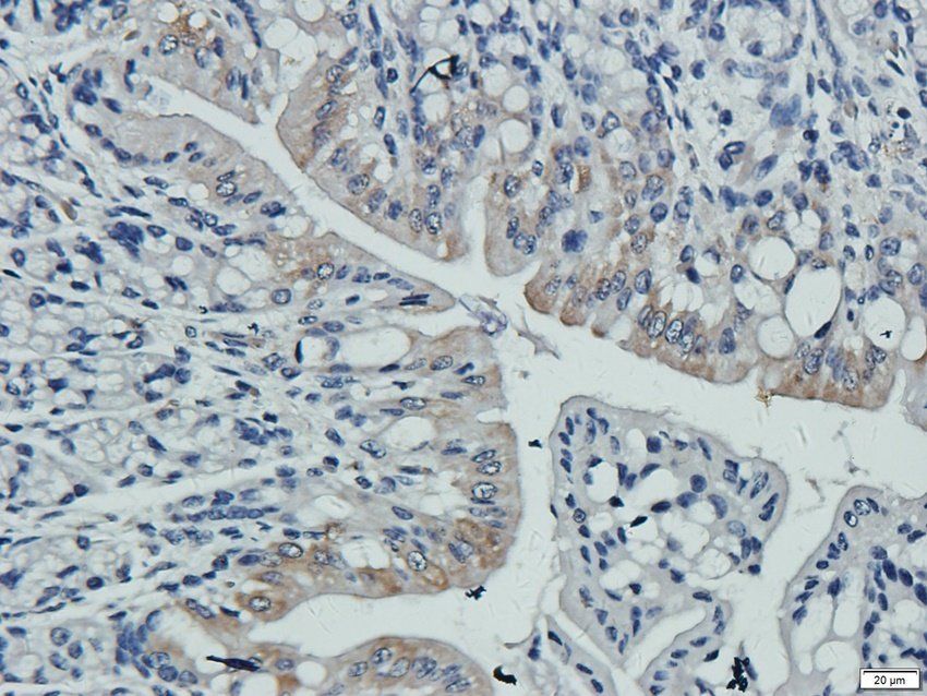 P2RX4 antibody