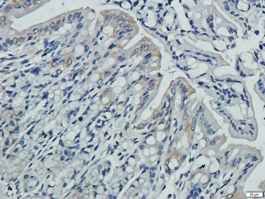 P2RX4 antibody