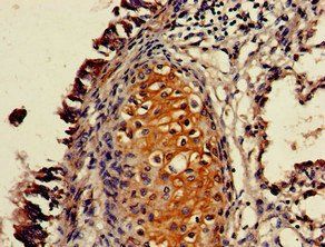P2RX4 Antibody