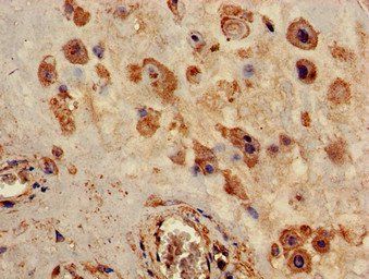 P2RX4 Antibody