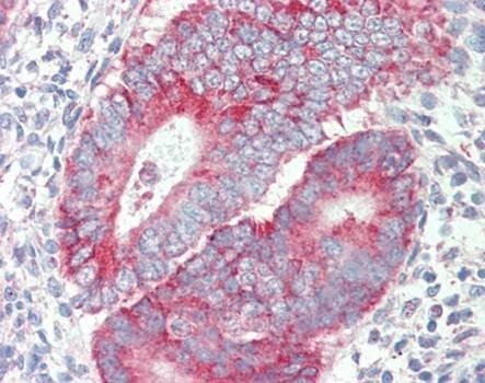 Goat anti-P2rx4 (mouse) Antibody