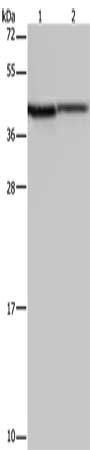 P2RY1 Antibody