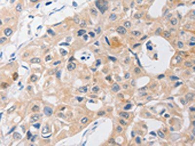 P2RY11 Antibody