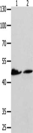 P2RY11 antibody