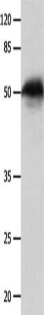 P2RY11 antibody