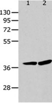 P2RY12 Antibody