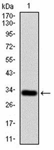 P2RY13 Antibody