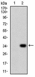 P2RY13 Antibody