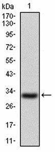 P2RY13 Antibody