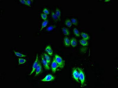 P2RY13 Antibody