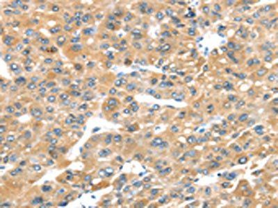 P2RY2 Antibody