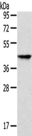 P2RY2 antibody
