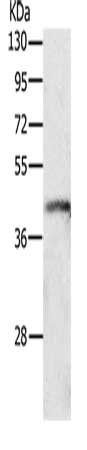 P2RY4 antibody