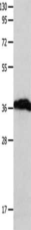 P2RY6 antibody