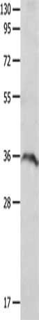 P2RY6 antibody