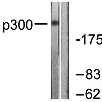 p300 Antibody