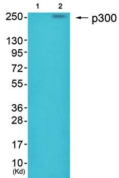 p300 Antibody