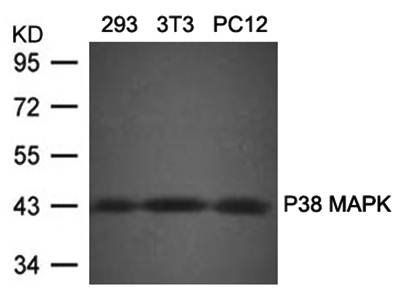 P38 MAPK(Ab80/182) Antibody