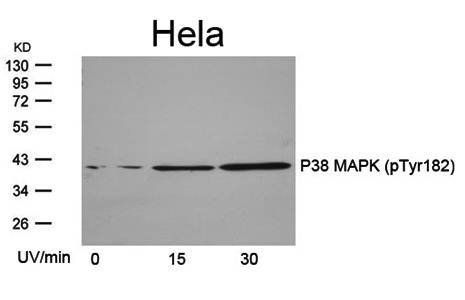 P38 MAPK (Phospho-Tyr182) Antibody