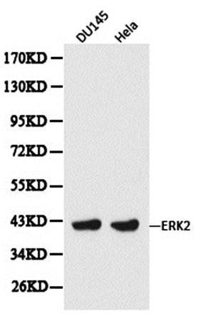 p42 MAPK antibody