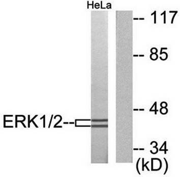 p44/42 MAPK Antibody